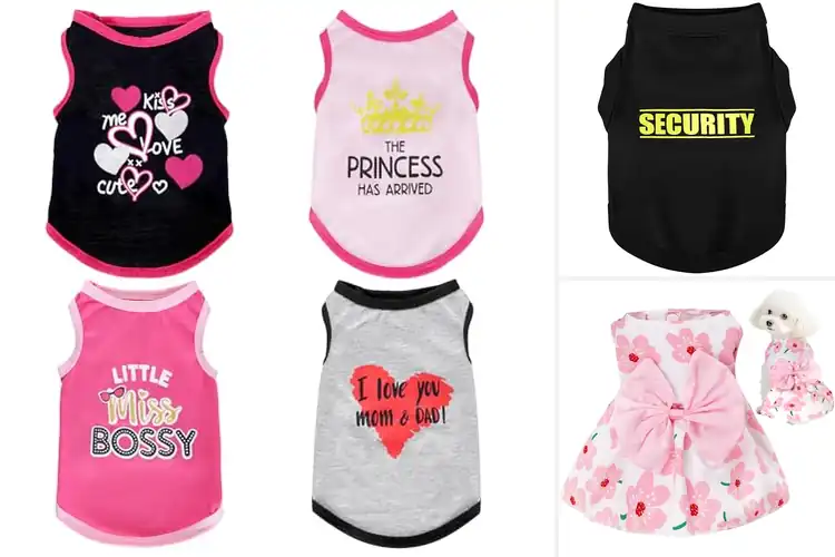 Detailed view of Best Pet Outfits: 10 Adorable & Cozy Styles for Every Season