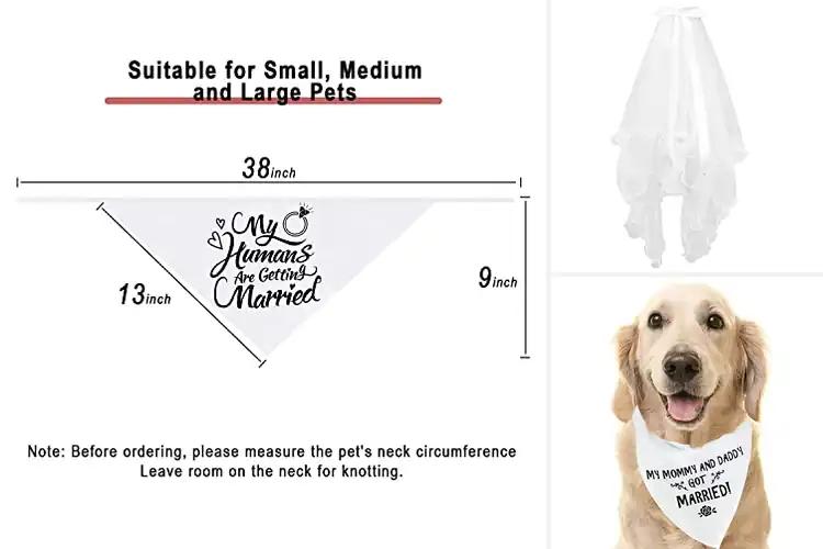 Detailed view of Best Wedding Pet Accessories